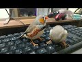 【zebra finch】キンカチョウのお歌は飼育環境できまる？