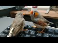 【zebra finch】キンカチョウのお歌は飼育環境できまる？