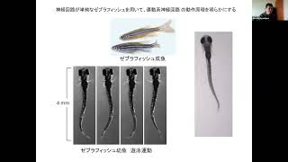 神経行動学研究部門 研究室紹介（基礎生物学研究所 大学院説明会）