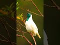 Bare-throated bellbird sound#shorts #youtubeshorts #birds #viral #jkownvilogs