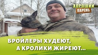 Бройлеры худеют, а кролики жиреют.