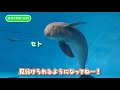 スナメリ 水族館生まれのやんちゃな男の子！