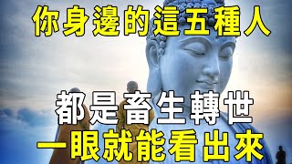 畜生道投胎的真實案例！你身邊的這五種人，都是畜生轉世！遇到了千萬要遠離！#畜生道 #投胎 #修禪悟道