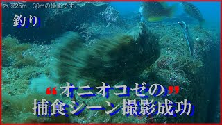 【釣れる瞬間水中撮影】#オニオコゼの捕食シーン撮影成功　#志布志沖堤防