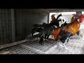 onagadori chickens at kerala fancy chicken farm fancy chicken