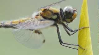 Four-spotted Chaser / Vierfleck (Libellula quadrimaculata) HD