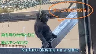 キンタロウ滑り台で遊ぶ♪　モモタロウファミリーの昼下がり - Playing at the Kintauro slide -