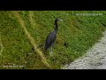 little blue heron spotted on skidaway island georgia – sept. 16 2020