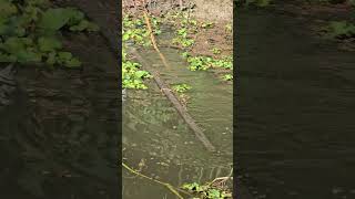 গ্রামের ছেলেদের অসাধারণ মাছ শিকার। Amazing fishing #fishing #fish #technique #traditional