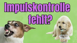 Warum Übungen zur Impulskontrolle oft Bullshit sind! (Wichtig)