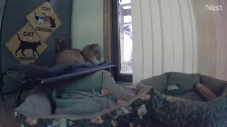 Feral cat Leo returns to bed as the sun starts to come up (OFL 2302)