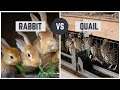 Rabbits vs Quail: Which is better for homesteading?