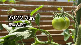 【ベランダ菜園】2022年6月