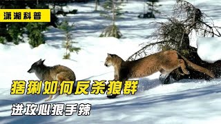 猞猁是狼的天敌吗？被称为屠狼机器的猞猁，实力究竟有多强？