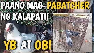 PAANO MAG PAAMO NG KALAPATI! YB AT OB!