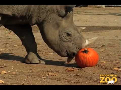 What animals like to eat pumpkins?