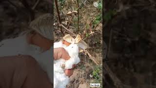 #shorts #shortsvideo kapas ki kheti #kapas #cotten cothen farming