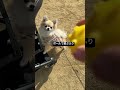 ポメチワ【ボールで遊ぶふり】 shorts ポメチワ きなちゃんねる 小型犬 smalldog ミックス犬 ボール遊び