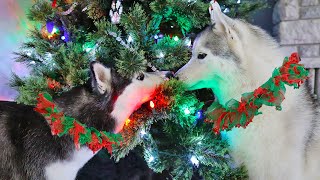 My Huskies Help Decorate The Christmas Tree 🎄 2021