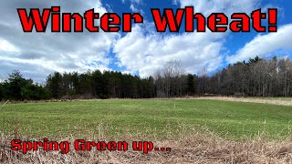 Winter Wheat Food Plots For Deer - SPRING GREEN UP!