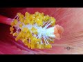 5 arbustos de fácil cuidado que encontramos en las ciudades... nature flowers ciudad viral