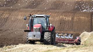 Pløjning Brobygård 2021 med Massey Ferguson 7624 og 8 furet plov