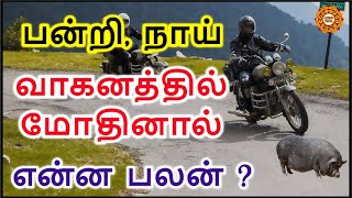 வாகனத்தில் பன்றி, நாய் மோதினால் என்ன பலன் ?