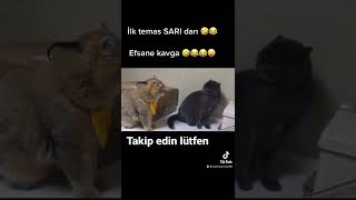 Kedi kavgası efsane