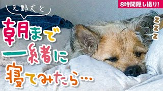 甘えん坊の犬と朝まで一緒に寝てみたら…（第3弾）