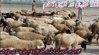 Mix Farming in Depalpur|Sheep Farming-Desi Goat Farming| Business talks official