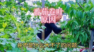 番茄卷叶原因及解决方法