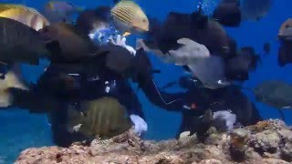 青の洞窟　体験ダイビング　熱帯魚　楽々　エサやり　沖縄