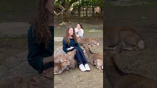 鹿に愛情たっぷりの外国人観光客🫎奈良公園 Nara Park deer 🦌 japan