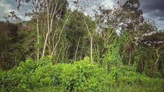 The evening soundscape of Sungai Bidut