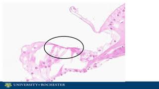 Histology of the Cochlea