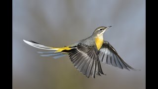 Grey Wagtail