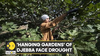 Farmers grow thousands of fig trees in Djeeba; Tunisia witnessed its hottest July since the 1950s