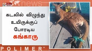 கடலில் விழுந்து உயிருக்குப் போரடிய கங்காரு மீட்கப்பட்டது | #WallarooRescued | #Australia