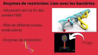 Les enzymes de restriction