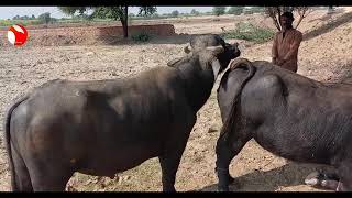 Buffalo mating first time || Animal sex breeding process behaviour || Water cow getting pregnant