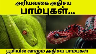 🔴 அரியவகை அதிசய பாம்புகள் 🔴 Rare snakes 🔴 dangerous snakes 🔴 snakes 🔴 king cobra 🔴 TIME PASS