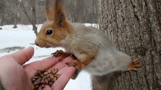 Белка которая обожает сидеть в шпагатах, всё таки села мне на ладонь / The squirrel sat on my palm