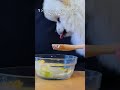 ヨーグルトをぴちゃぴちゃ舐めるポメラニアン　 shorts mukbang ポメラニアン asmr 料理男子 cooking 子犬 포메라니안