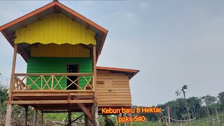 Kebun Sawit 8 Hektar ppks 540// ditanami durian