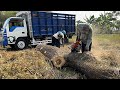 Stihl ms881 & Husqvarna 395xp chainsaw‼️ Cut down 2 Trembesi trees.