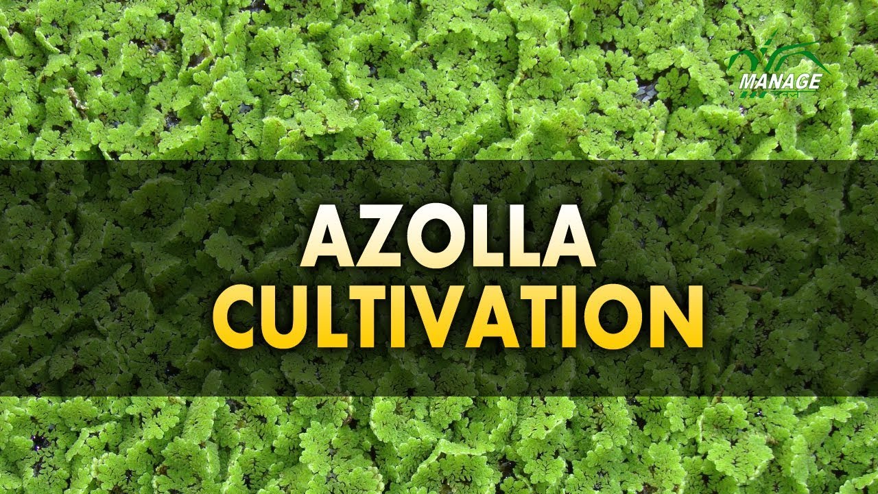 Azolla Cultivation (English) - YouTube