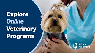 Explore Online Veterinary Programs | Penn Foster