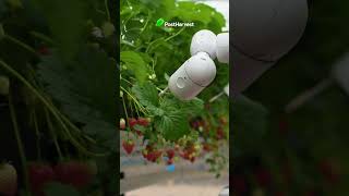 AI-powered strawberry picker by Dogtooth Technologies! 🍓 #shorts