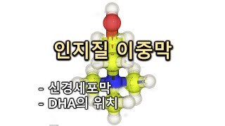 인지질 이중막