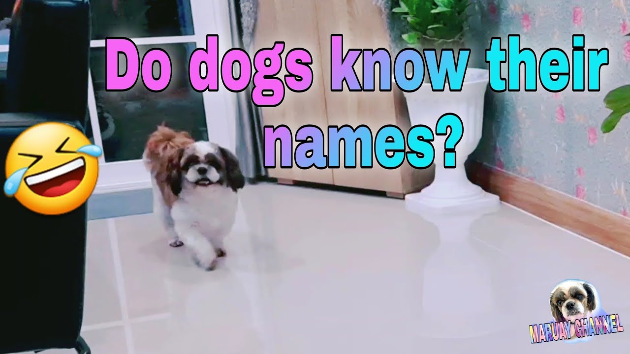 Do Dogs Recognize Names